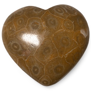 Polished Fossil Coral Head Heart