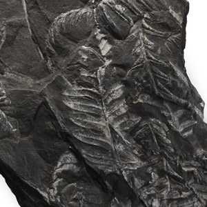 Fossil Fern Leaves
