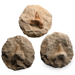 Fossil Otodus Shark Tooth on Matrix Group
