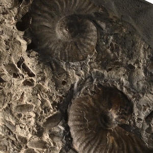 Fossil Eleganticeras Elegantulum Ammonite