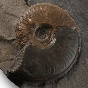 Large Fossil Pseudolioceras Ammonite