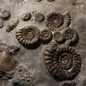 Fossil Promicroceras Ammonite Mortality Plate