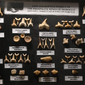 Fossil Shark Tooth Display Case
