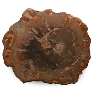 Fossilised Tree Trunk Slice