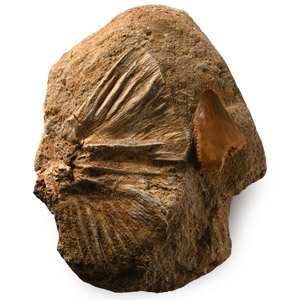 Fossil Mosasaur Marine Dinosaur Tooth and Fish Bone on Matrix
