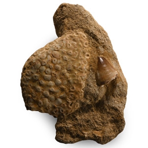 Fossil Mosasaur Tooth with Fish Palate
