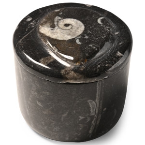 Polished Fossil Goniatite Lidded Pot