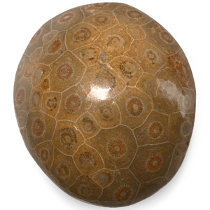 Large Polished Fossil Coral Head