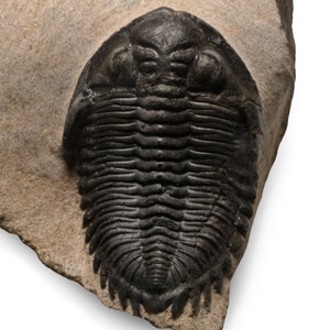 Fossil Hollardops Aithassainorum Trilobite