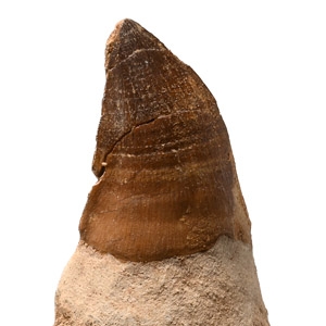 Large Fossil Mosasaur Marine Dinosaur Tooth with Root