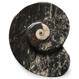 Polished Fossil Goniatite Dish