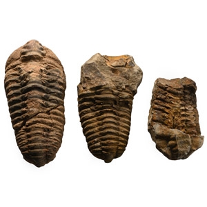 Fossil Flexicalymene Trilobite Group