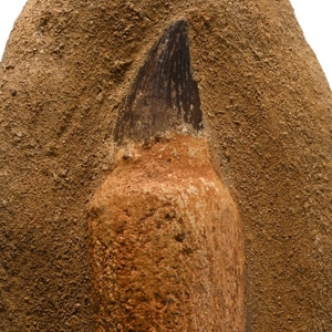 Mosasaur Marine Dinosaur Fossil Tooth