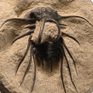 Dicranurus Monstrosus Composite Fossil Trilobite