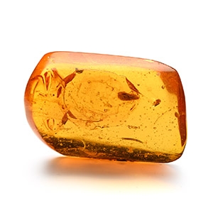 Polished Amber with Insect