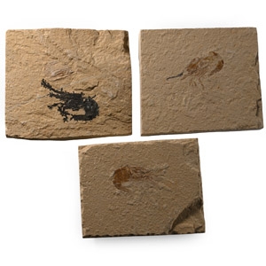 Fossil Lebanese Shrimp on Matrix Group