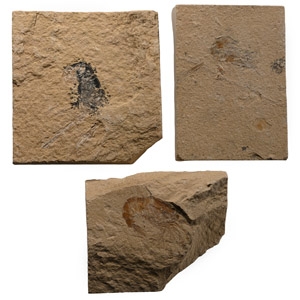 Fossil Lebanese Shrimp on Matrix Group