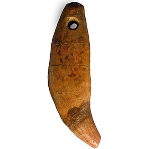 Stone Age Neanderthal Period Cave Bear Tooth Pendant