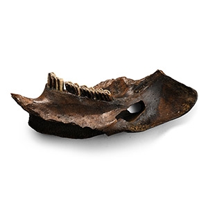 Stone Age Neanderthal Period Beaver Jaw Pendant with Markings