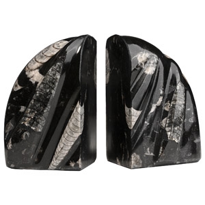 Polished Orthoceras Fossil Bookends