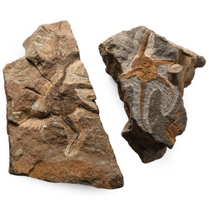 Fossil Brittle Star on Matrix Pair