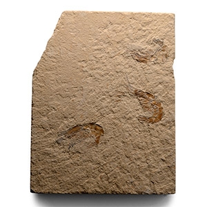 Lebanese Fossil Shrimp Plate