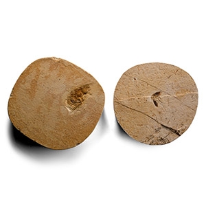 Fossil Insect on Matrix Group