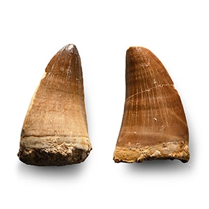 Mosasaur Marine Dinosaur Fossil Tooth Group