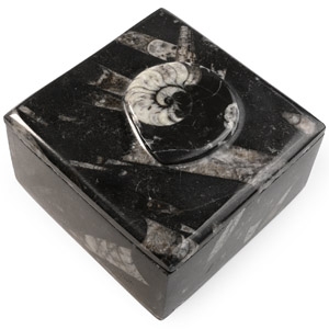 Polished Fossil Goniatite Trinket Box