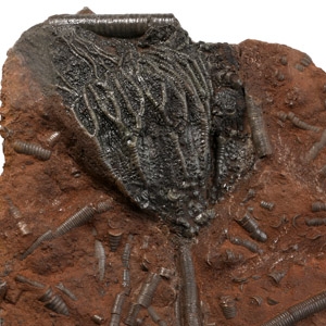 Scyphocrinites Fossil Crinoid on Matrix