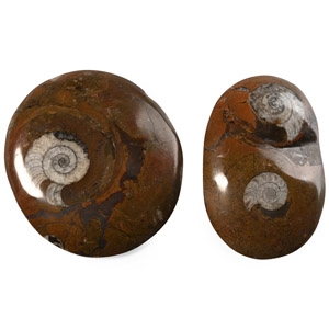 Polished Fossil Goniatite Button Group