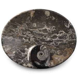 Polished Fossil Goniatite Bowl
