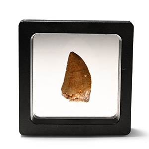 Carcharodontosaurus North African T-Rex Fossil Dinosaur Tooth