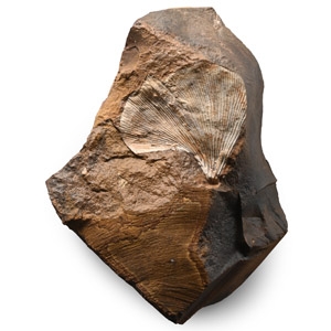 Fossil Ginko Leaf on Matrix