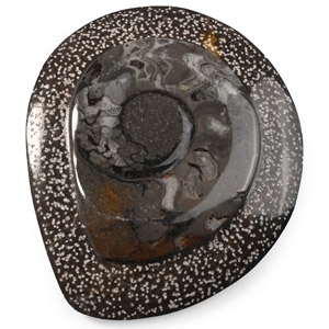 Polished Fossil Goniatite Plate