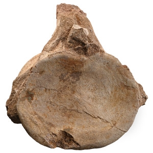 Fossil Plesiosaur Marine Dinosaur Vertebra