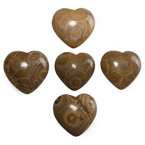 Polished Fossilised Coral Head Heart Group