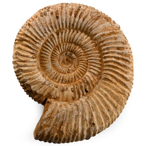 Perisphinctes Fossil Ammonite