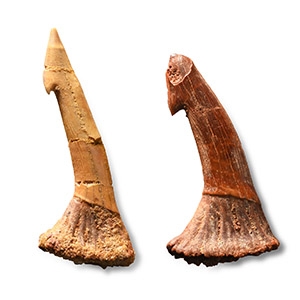 Fossil Sawfish Rostral Spine Group