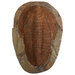 Large Cambropallas Fossil Trilobite