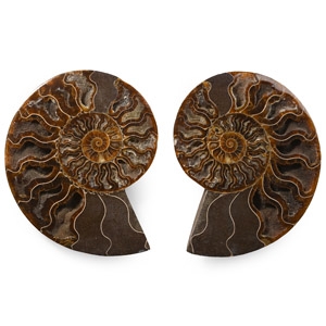 Cleoniceras Fossil Ammonite