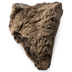 Tyrannosaurus Fossil Coprolite T-Rex Dung