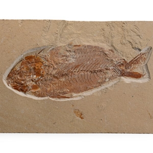 Lebanese Nematonotus Fossil Fish in Matrix
