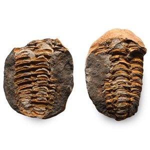 Fossil Flexicalymene Trilobite