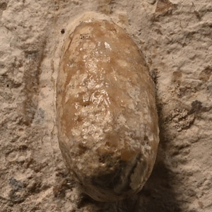 Fossil Ophiodienovum Fossil Snake Egg