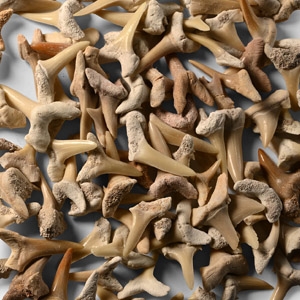 Fossil Sand Shark Tooth Group