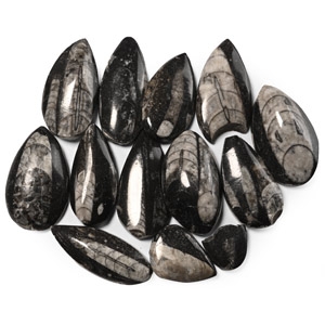 Polished Fossil Orthoceras Group