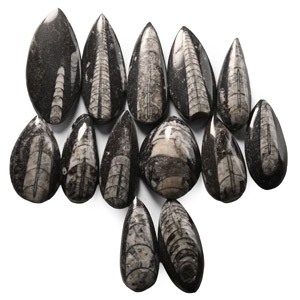 Polished Fossil Orthoceras Group