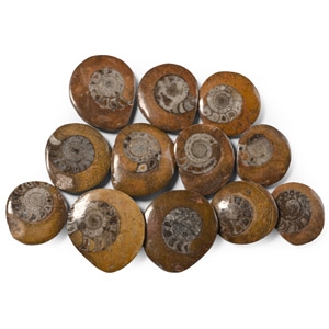 Polished Fossil Goniatite Button Group