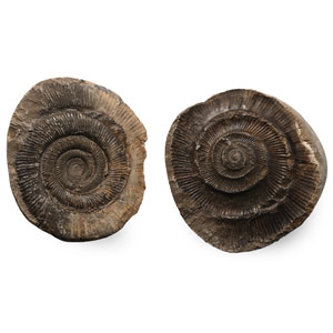 Whitby Ammonite Fossil Nodule
